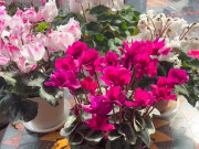 Nhà đẹp - 5 loài hoa “vượng khí” càng lạnh càng nở rộ rực rỡ, không cần chăm nhiều vẫn nở suốt 200 ngày mỗi năm