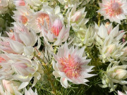 Nhà đẹp - Loài hoa nghe tên đã đỏ mặt, nở suốt 90 ngày mới tàn, đẹp đến mức được gọi là tuyệt phẩm