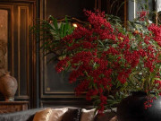 Nhà đẹp - Chọn đúng cây cảnh, nhân đôi vận may, đặt 4 cây này trong nhà, tốt đẹp tự nhiên đến, tài lộc bỗng dưng về