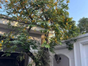 Nhà đẹp - Nhìn giá vàng hôm nay vượt đỉnh, tôi mới biết tại sao nhà giàu hay trồng cây khế