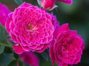 Nhà đẹp - Loài hoa đẹp hơn mẫu đơn, thơm hơn hoa nhài, nở 200 ngày mỗi năm, trồng trong nhà gia đình không giàu cũng phú quý