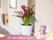 8 cây cảnh “ngựa” là bùa may mắn cho năm Bính Ngọ 2026, trưng trong nhà ắt mã đáo thành công