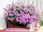 Nhà đẹp - 8 loại hoa trưng Tết cực đáng tiền, vừa thơm vừa đẹp lại khử mùi diệt khuẩn, nhà thơm sạch khí tài lộc tới