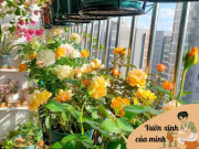 Nhà đẹp - Cô gái biến ban công 7m2 thành vườn hoa hồng ngập tràn sắc hoa, tất cả nhờ 4 bí quyết đơn giản ai cũng làm được