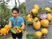 Nhà đẹp - Loại cây đặc sản tuổi thơ "vàng béo thơm" làm ca sĩ Trọng Tấn khoái chí nhưng rơi không dám nhặt