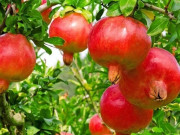 Nhà đẹp - 5 loại cây trồng trước cửa để giữ bình an, rước tài lộc về nhà