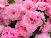 Nhà đẹp - Loài hoa đẹp kiêu sa chẳng kém gì hoa hồng, nở quanh năm cả trăm bông một lúc