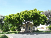 Nhà đẹp - Người xưa cảnh báo: Có 2 loại cây không nên trồng trong sân vườn nhà, kẻo gia đình gặp vận rủi