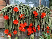 Nhà đẹp - 4 cây cảnh kỳ dị mang điềm lành, sức sống mãnh liệt, giúp bảo vệ ngôi nhà, xua tan tà khí, thu hút may mắn