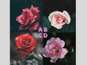 Yêu - Trắc nghiệm: Bông hồng bạn chọn sẽ tiết lộ bạn dễ gặp chân ái hay toàn dính drama tình cảm