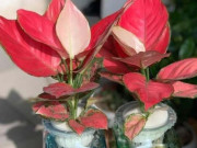 Nhà đẹp - Những loại cây nên trồng đầu năm giúp không gian sống xanh mát, hợp phong thủy, gia chủ lại thêm tài lộc