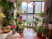 Nhà đẹp - 5 loại hoa mà người giàu thường “lén trồng”, bảo sao càng trồng càng giàu, nhà bạn có trồng không?