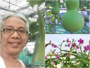 Nhà đẹp - "Nông trại tầng thượng" 40m2 giữa lòng Sài Gòn của NSƯT Trung Dân: Mướp khía, bầu hồ lô lủng lẳng đầy đầu!