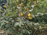 Nhà đẹp - Loại quả đặc sản giá 150.000 đồng/kg chỉ có ở Thái Nguyên, trồng một lần thu hoạch nhiều năm, quả chín như treo vàng trên cây