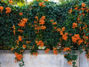 Nhà đẹp - 11 hoa dây leo nở 200 ngày mỗi năm, ít sâu bệnh, cắm cành vào đất vài tháng sẽ biến thành bức tường hoa rực rỡ