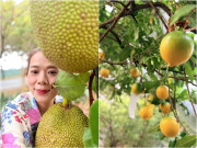 Nhà đẹp - Nữ đại gia Vbiz thích làm nông dân: Khu đất mới đếm mỏi tay không hết cây trái, vườn tược rộng thênh thang