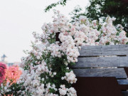 Nhà đẹp - Loại hoa gây sốt vì vừa đẹp vừa thơm, nở quanh năm thành chùm rủ như thác, hương lan khắp vườn