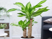 Nhà đẹp - Cây trước nhà cho 12 con giáp thu hút tài lộc, đón bình an