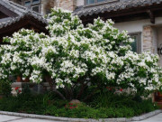 Nhà đẹp - Cây cảnh ngàn vàng, thơm hơn dành dành, quyến rũ hơn mộc hương, biến sân vườn nhà bạn thành thiên đường