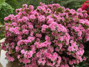 Nhà đẹp - Đây là “vương giả” trong giới cây cảnh trồng chậu, hoa rực rỡ, dễ chăm, nở tới 300 ngày mỗi năm