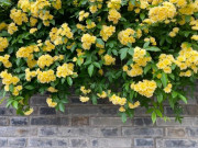 Nhà đẹp - Loài hoa thơm hơn mộc hương và hoa nhài, dễ trồng hơn trầu bà, nở liên tục 150 ngày cả 1000 bông