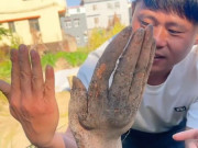 Nhà đẹp - Lão nông đào được củ khoai khủng, hình dáng lạ, khách trả hơn 30 triệu không bán