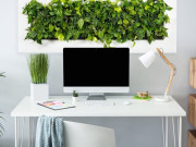 Nhà đẹp - Những loại cây cảnh không nên đặt trong phòng làm việc