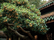 Nhà đẹp - Người xưa dặn: 5 cây cảnh bảo hộ ngôi nhà, có thể sống 1000 năm, chăm sóc tốt sẽ thành báu vật thu hút tài lộc