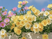 Nhà đẹp - 10 loại hoa dễ trồng đến khó tin, rắc hạt xuống đất là sống, ban công hóa biển hoa, rất hợp trồng vào tháng 4