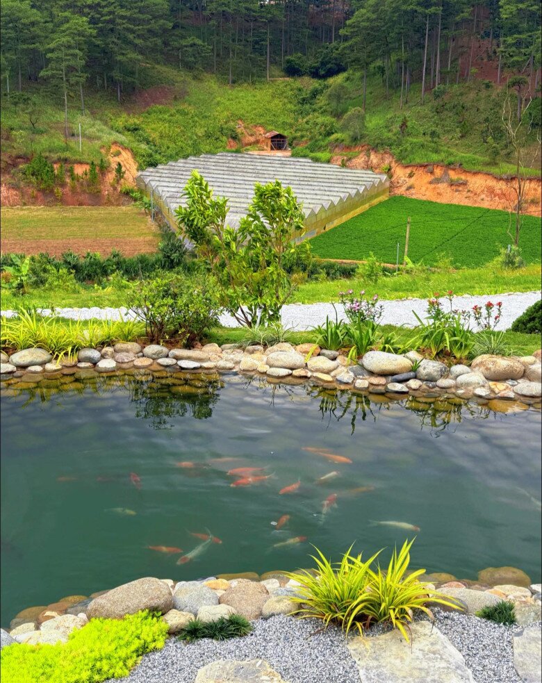 Một Hoa hậu Việt trẻ tuổi amp;#34;chuyển khẩuamp;#34; về Đà Lạt, có cơ ngơi đầy hoa cỏ và hồ cá đẹp như tiên cảnh - 4