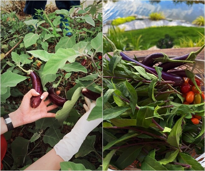 Mỹ nhân sinh năm 1998 thích thú thu hoạch cà tím. Mỗi góc nhỏ trong vườn đều được chăm chút kỹ lưỡng để chủ nhân có thể tìm thấy sự thư thái ở bất cứ nơi nào cô dừng chân.