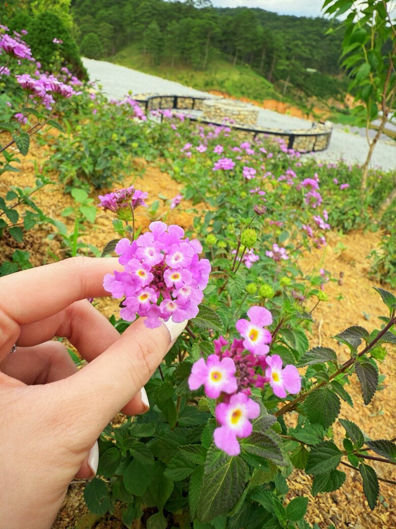 Một Hoa hậu Việt trẻ tuổi amp;#34;chuyển khẩuamp;#34; về Đà Lạt, có cơ ngơi đầy hoa cỏ và hồ cá đẹp như tiên cảnh - 14