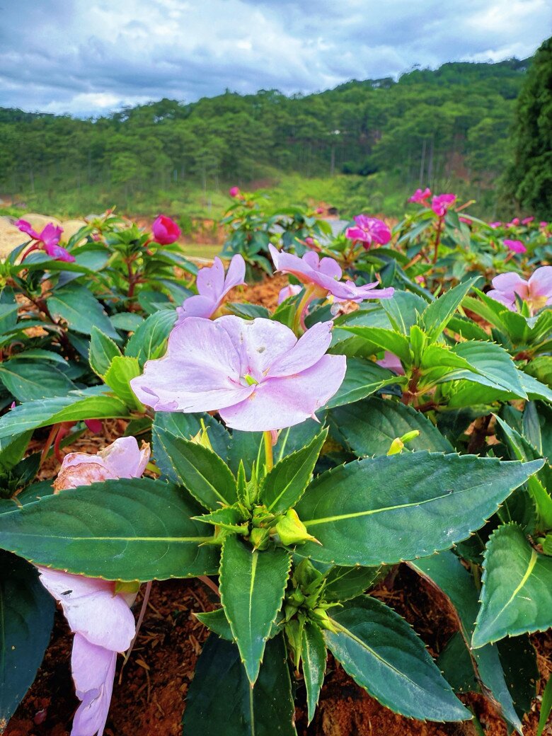 Cận cảnh những luống hoa và bàn tay chăm sóc tỉ mỉ của nàng hậu nông dân. Từng mầm xanh vươn lên mạnh mẽ giữa đất trời cao nguyên như chính nguồn năng lượng mới mà cô tìm thấy tại vùng đất này.