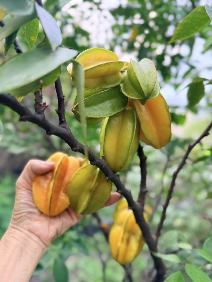 Rất nhiều cây trái khác nhau trong khu vườn ở cơ ngơi của Mỹ Lệ khiến bạn bè, người hâm mộ tấm tắc: Vào tay siêu nông dân này thì cây nào cũng ra trái mà là trái ngon!, Vườn trái nhà nàng thật là quyến rũ! Nhìn thèm.