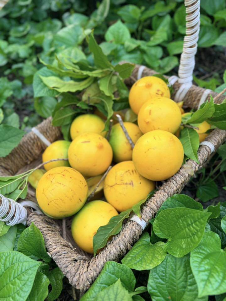 Nữ đại gia Vbiz thích làm nông dân: Khu đất mới đếm mỏi tay không hết cây trái, vườn tược rộng thênh thang - 8