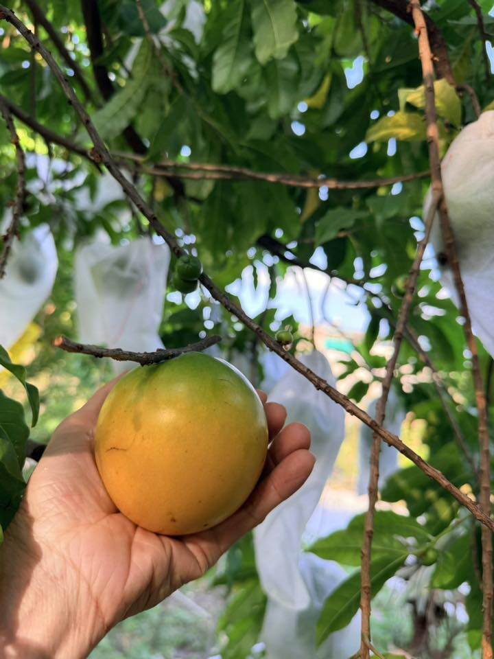 Trong khu vườn ở nhà của Mỹ Lệ, cô cũng trồng rất nhiều vú sữa hoàng kim. Cách đây không lâu, cô khoe: Vú sữa hoàng kim vào mùa bội thu, bao năm chăm bón nay tà tà hái trái, thích mê.