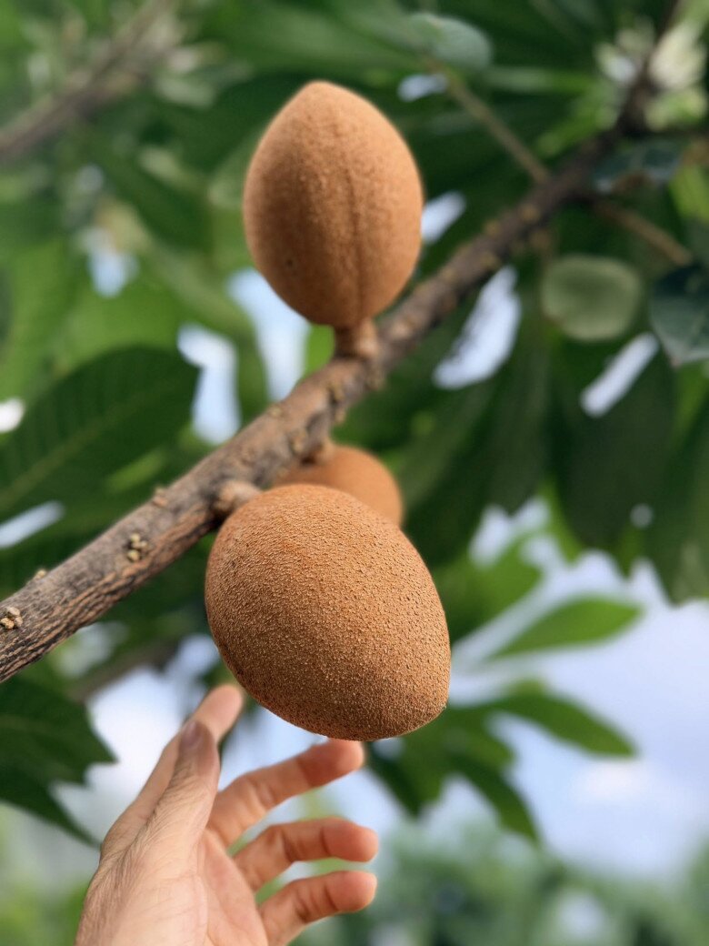 Nữ đại gia Vbiz thích làm nông dân: Khu đất mới đếm mỏi tay không hết cây trái, vườn tược rộng thênh thang - 3