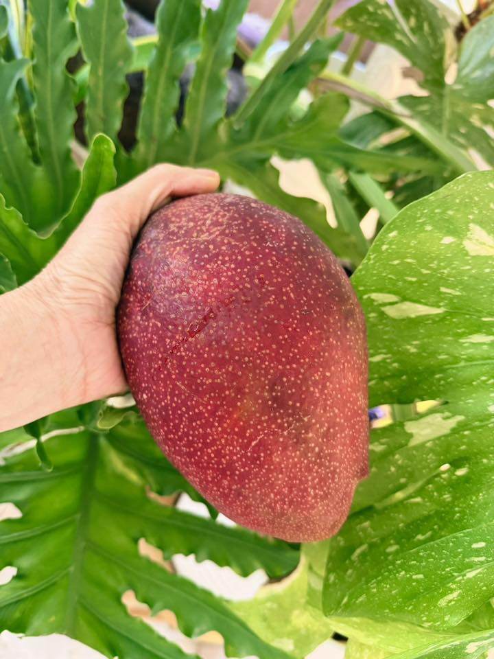 Nữ đại gia Vbiz thích làm nông dân: Khu đất mới đếm mỏi tay không hết cây trái, vườn tược rộng thênh thang - 10