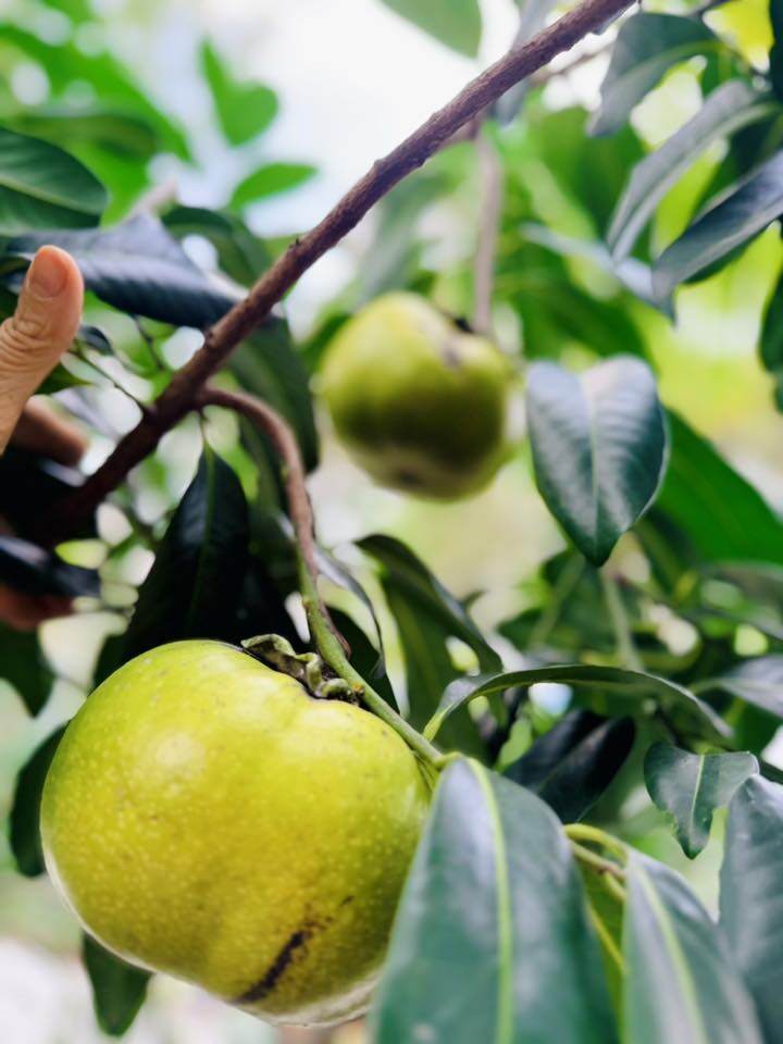 Mỹ Lệ đam mê trồng trọt và thu hoạch trái ngon ngọt. Ai nhìn thành quả từ khu vườn cũng muốn vác rổ đến xin!