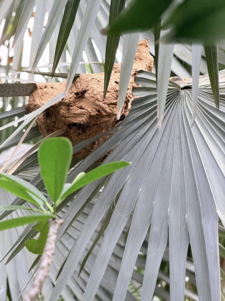 Số làm nông nó thế chả thoát được, mà phăm phăm bươn vào bụi cây cọ không để ý mém chút đập mặt vào tổ ong bắp cày to khổng lồ bằng cái nón lá, chỉ một phát chích của nó là đi đoàn tụ luôn… may thế nào cũng đi qua đi về dưới gốc cây này chưa bao giờ bị gì, trộm vía, cô hài hước.