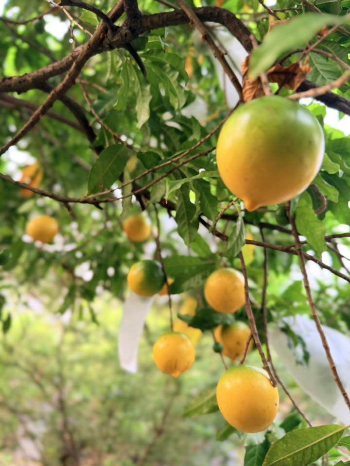 Những chùm vú sữa hoàng kim trĩu quả, màu vàng óng ánh cho sự trù phú của vùng đất mới mà cô vừa tiếp quản.