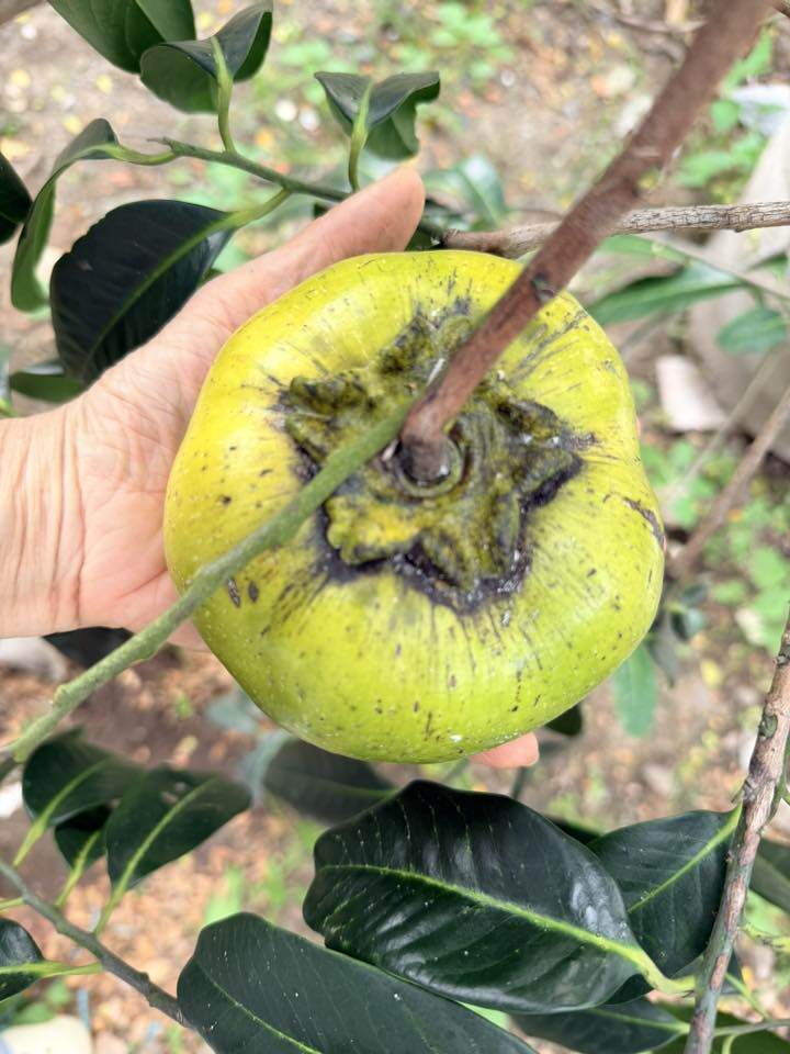 Đây là những trái hồng sô cô la với kích thước rất bự. Cô bày tỏ: To hơn trái cà bát size khủng. Mỹ Lệ chia sẻ với người hâm mộ cô có hơn 10 cây.