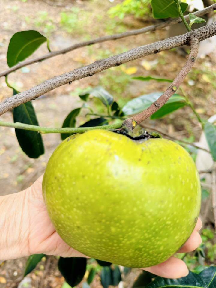 Nữ đại gia Vbiz thích làm nông dân: Khu đất mới đếm mỏi tay không hết cây trái, vườn tược rộng thênh thang - 12