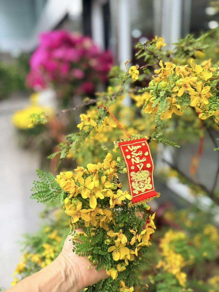 Nữ đại gia Vbiz thích làm nông dân: Khu đất mới đếm mỏi tay không hết cây trái, vườn tược rộng thênh thang - 18