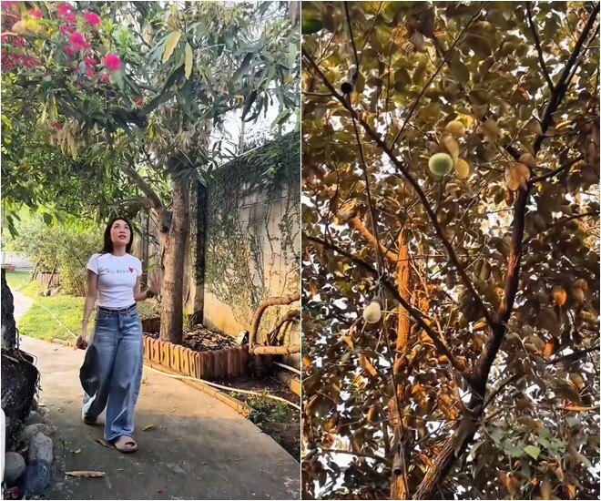 Sau những giờ phút cháy hết mình trên sân khấu, khu vườn chính là nơi giúp Mỹ Tâm tìm lại sự bình yên và niềm vui thuần khiết nhất. Từng loại cây trong vườn đều mang lại niềm vui cho nữ ca sĩ.