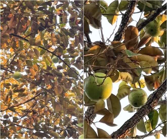 Niềm tự hào mới nhất của nông dân Mỹ Tâm trong khu vườn đầy cây trái của mình: Góc vườn xanh mướt với những trái vú sữa lúc lỉu.