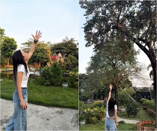 Không chỉ có một cây, nữ ca sĩ còn tiếp tục khoe cây vú sữa thứ hai với lượng trái còn nhiều hơn thế. Sự ngỡ ngàng hiện rõ trên khuôn mặt của Họa mi tóc nâu.