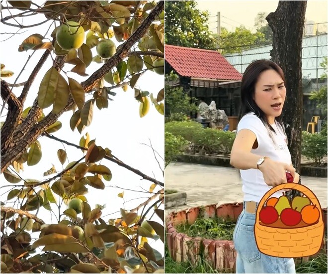 Mỹ Tâm còn hóm hỉnh tưởng tượng cảnh mang cả rổ trái cây vào khoe mẹ: Mẹ ơi, đây là vú sữa nhà trồng. Mẹ hãy tận hưởng cảm giác được trồng cây ăn trái là như thế nào.