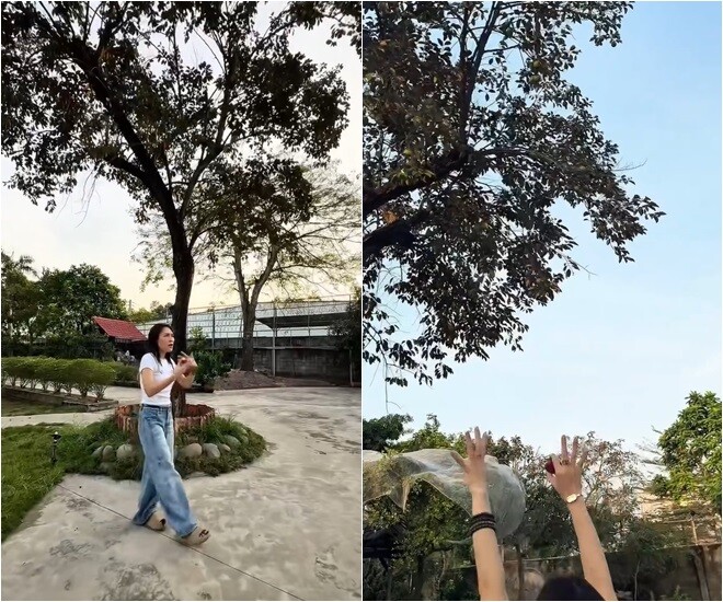 Điều khiến Mỹ Tâm bất ngờ nhất chính là tốc độ lớn nhanh như thổi của những trái vú sữa. Cô kể lại, trước show diễn, trái chỉ mới bé xíu bằng lóng tay. Vậy mà chỉ sau một thời gian ngắn trở về, cả khu vườn đã ngập tràn những quả vú sữa tròn lẳn, bóng mượt.