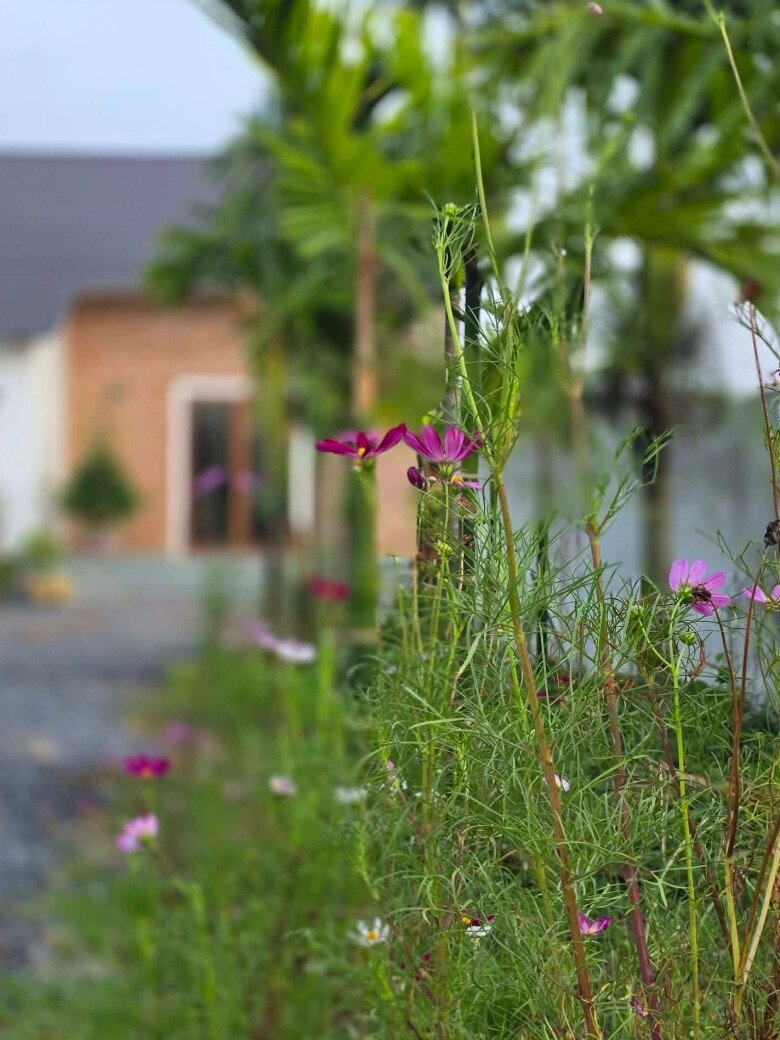 Quanh khu vườn rất nhiều hoa cỏ, thiên nhiên thoáng đãng giúp các thành viên gia đình cũng như những người đến thăm có thể hít hà hương đồng gió nội.